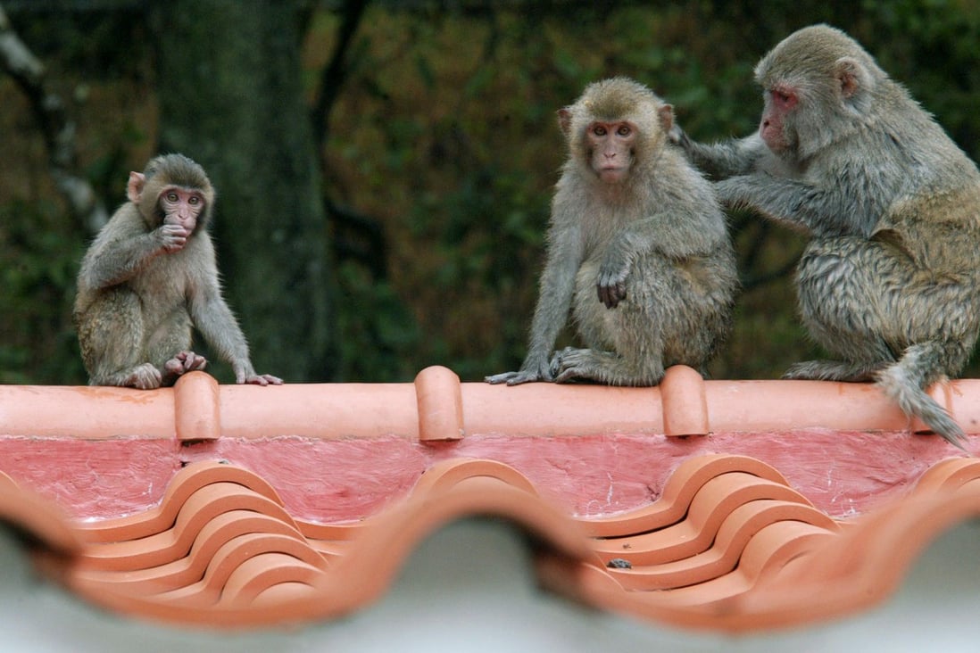 Wild macaques in the Shing Mun Country Park. Photo: David Wong