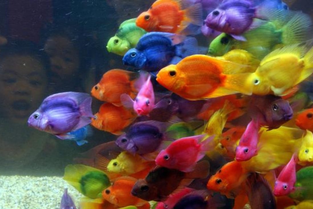 Fish can be pleasing pets, but they need constant care. Photo: AFP