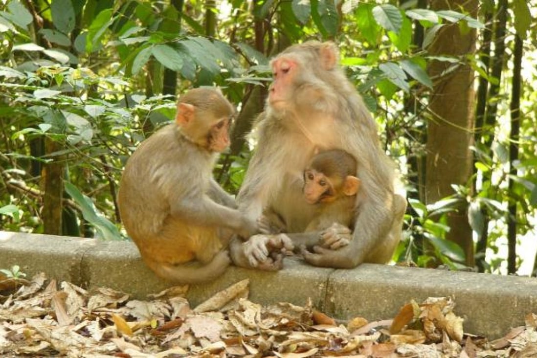 Monkeys are now a serious problem. Photo: SCMP