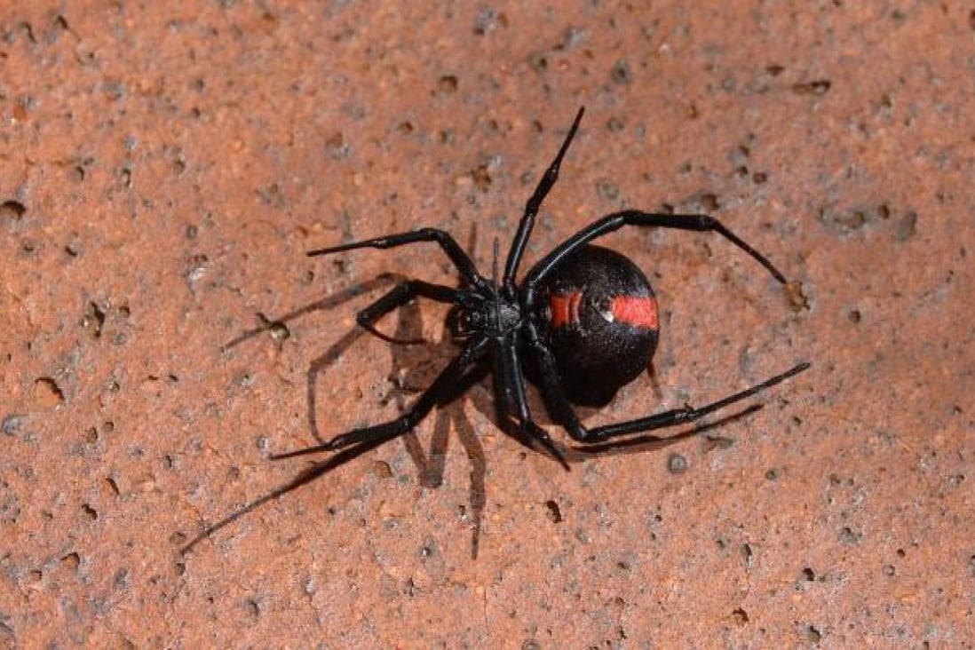 The discovery of Australian red-back spiders close to Tokyo suggests they are expanding their habitat in Japan. Photo: SCMP