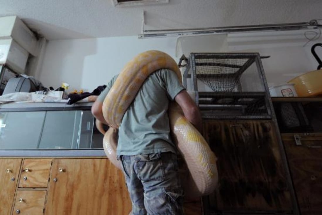 A Florida python hunter handles one of his pet snakes. Photo: EPA