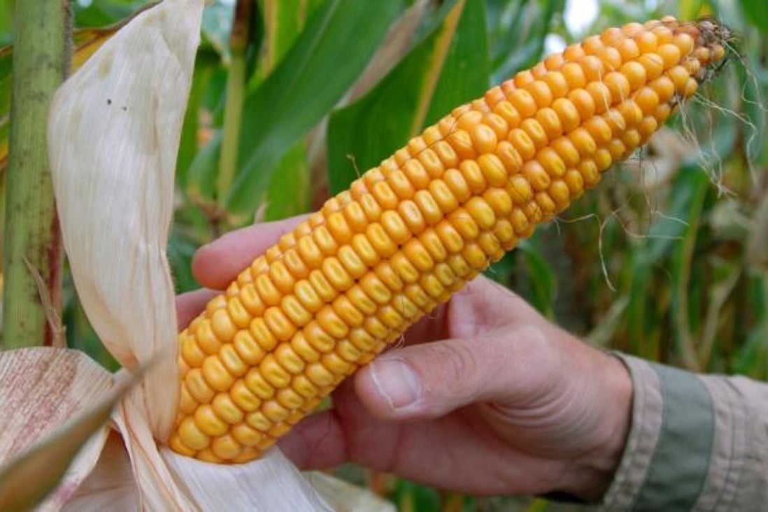 A corncob of genetically-engineered with MON810 by U.S. company Monsanto in Germany. Photo: AP