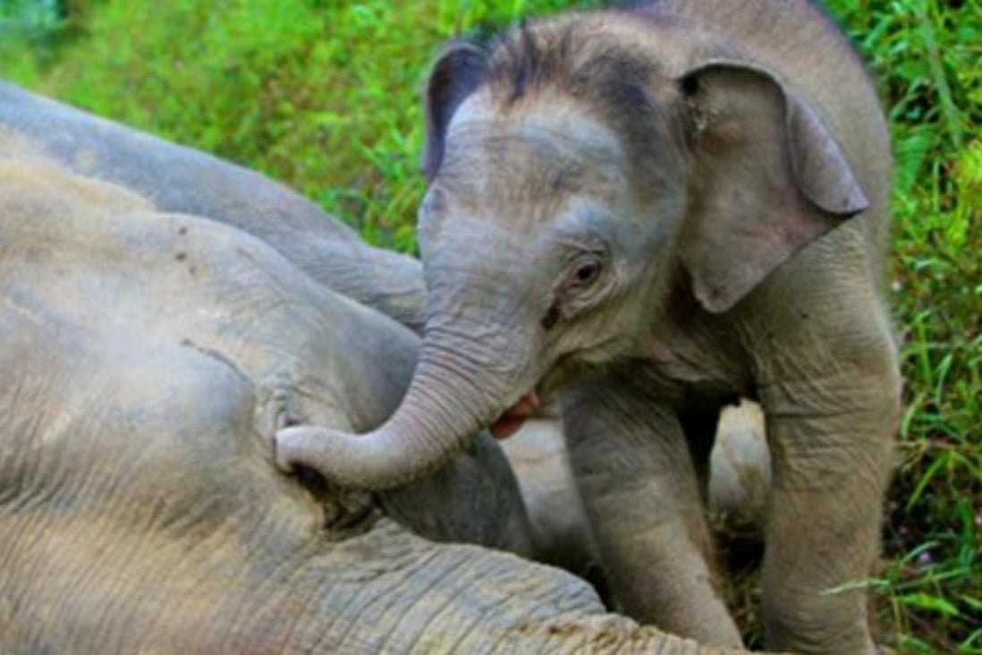 Malaysia offers reward in suspected poisoning of 14 pygmy elephants