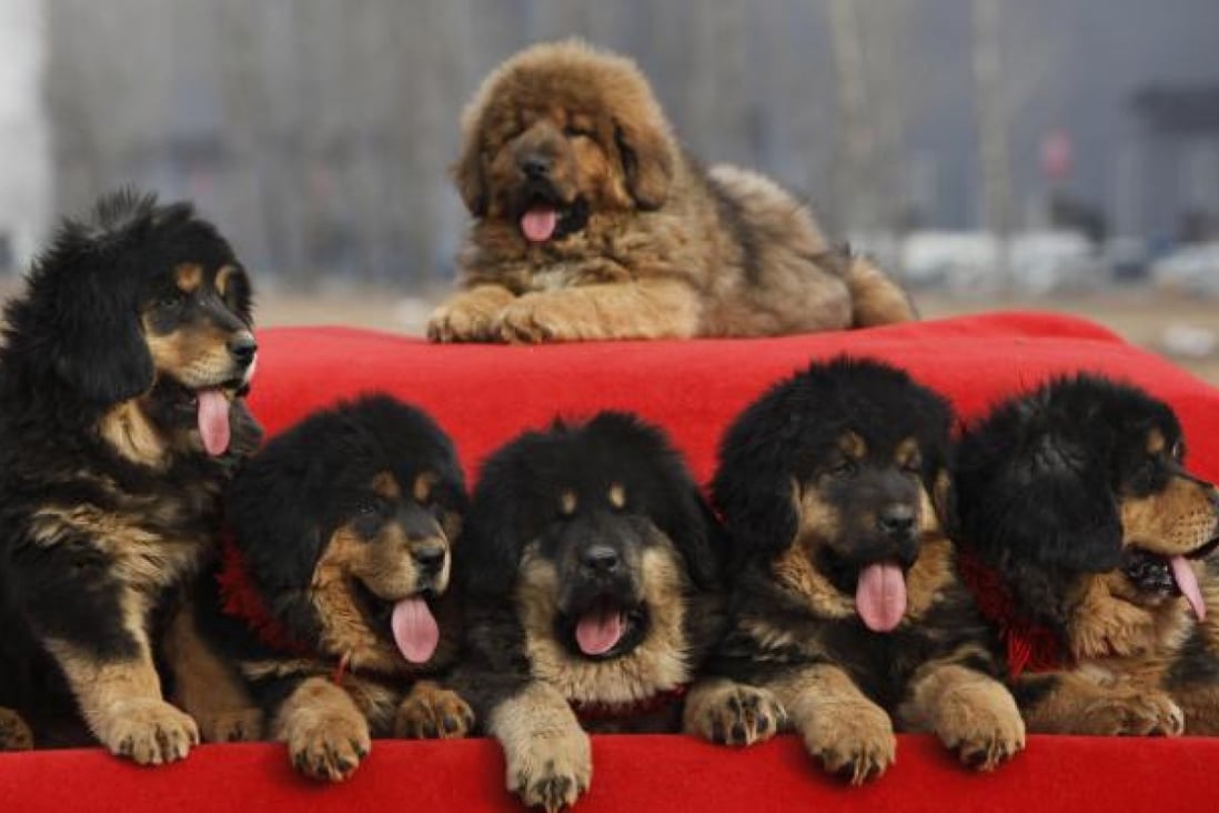 Tibetan mastiff pups outside a convention centre at Changping in Beijing. Photo: AP