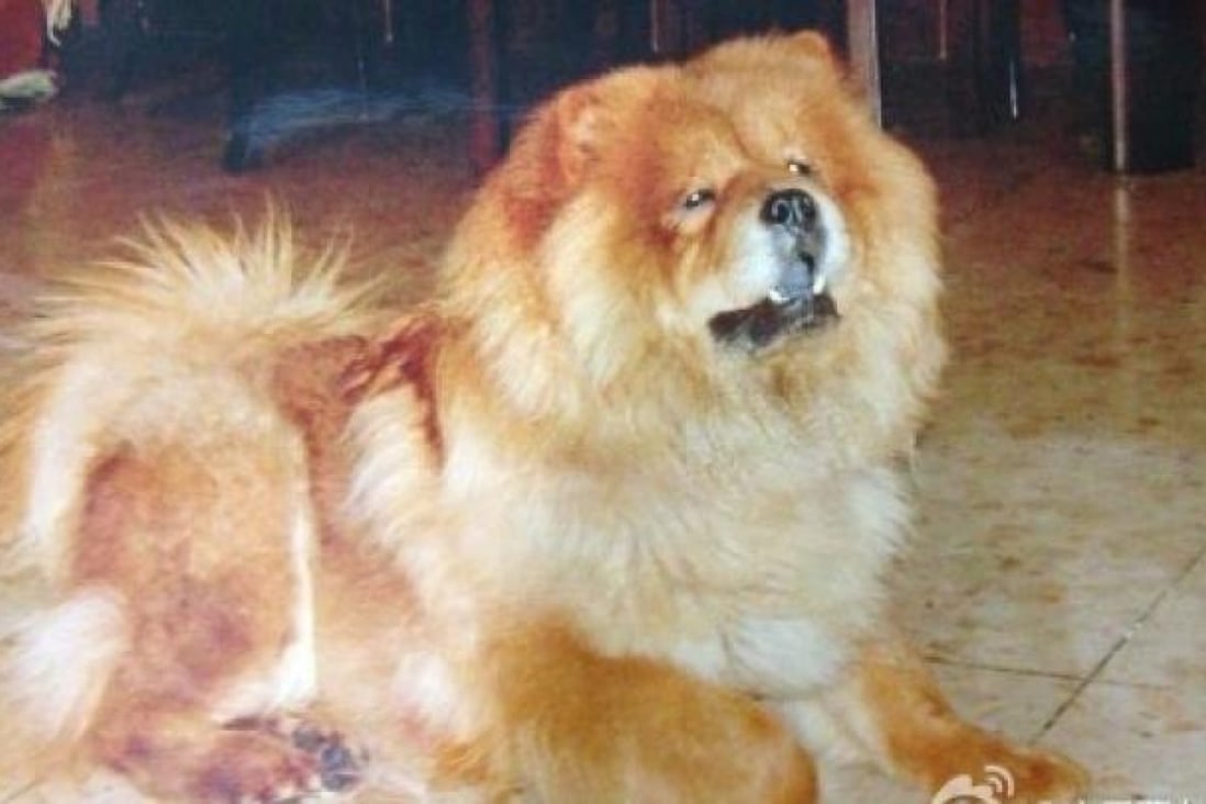 Xiao Xiao, the dog that went missing. Photo: SCMP pictures