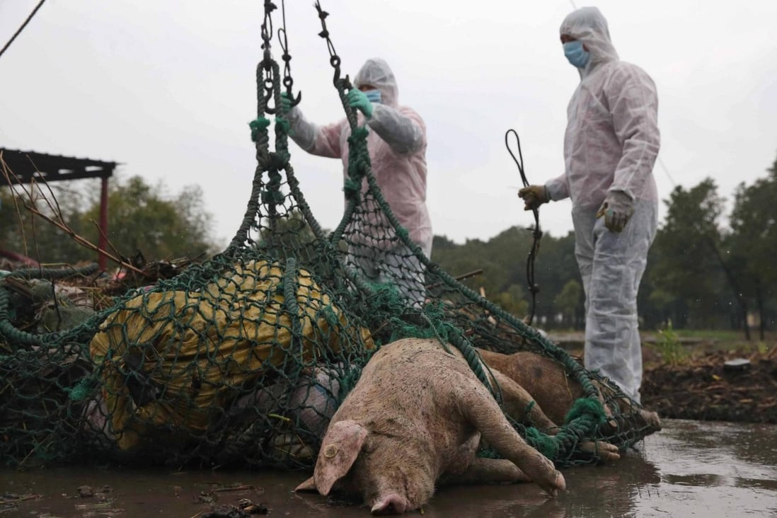 Workers remove pig carcasses near Shanghai. Photo: EPA