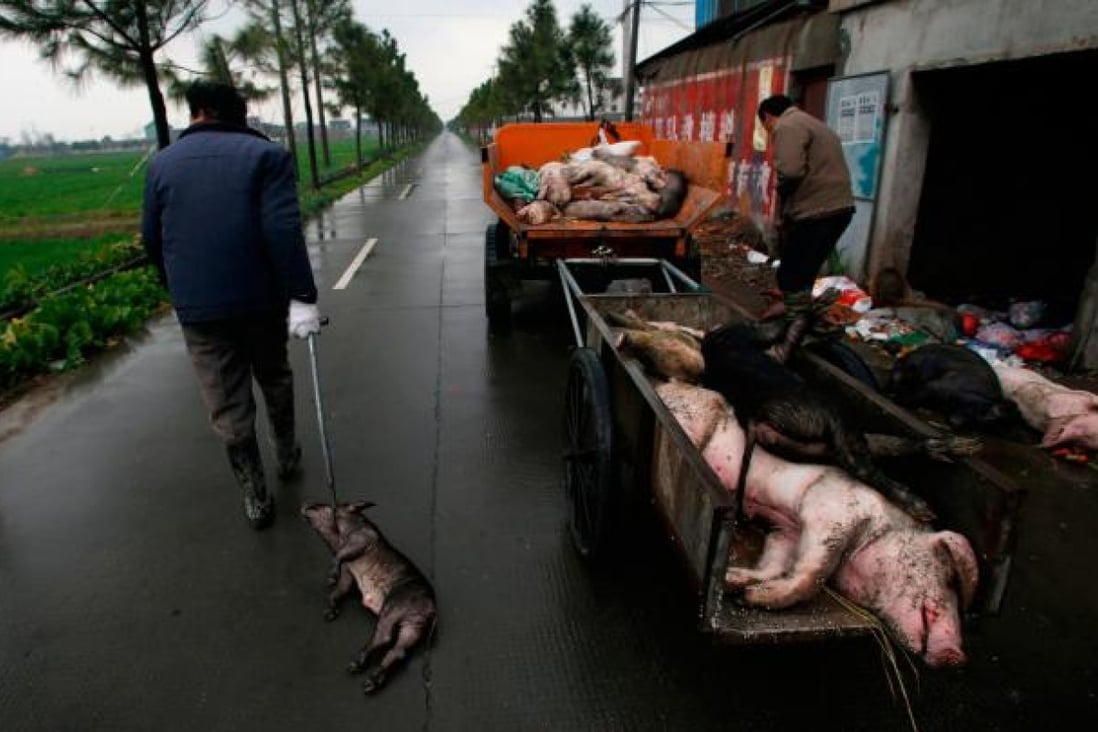 Employed villagers gather dead pigs in a town in Jiaxing municipality, east China's Zhejiang province. Photo: AFP