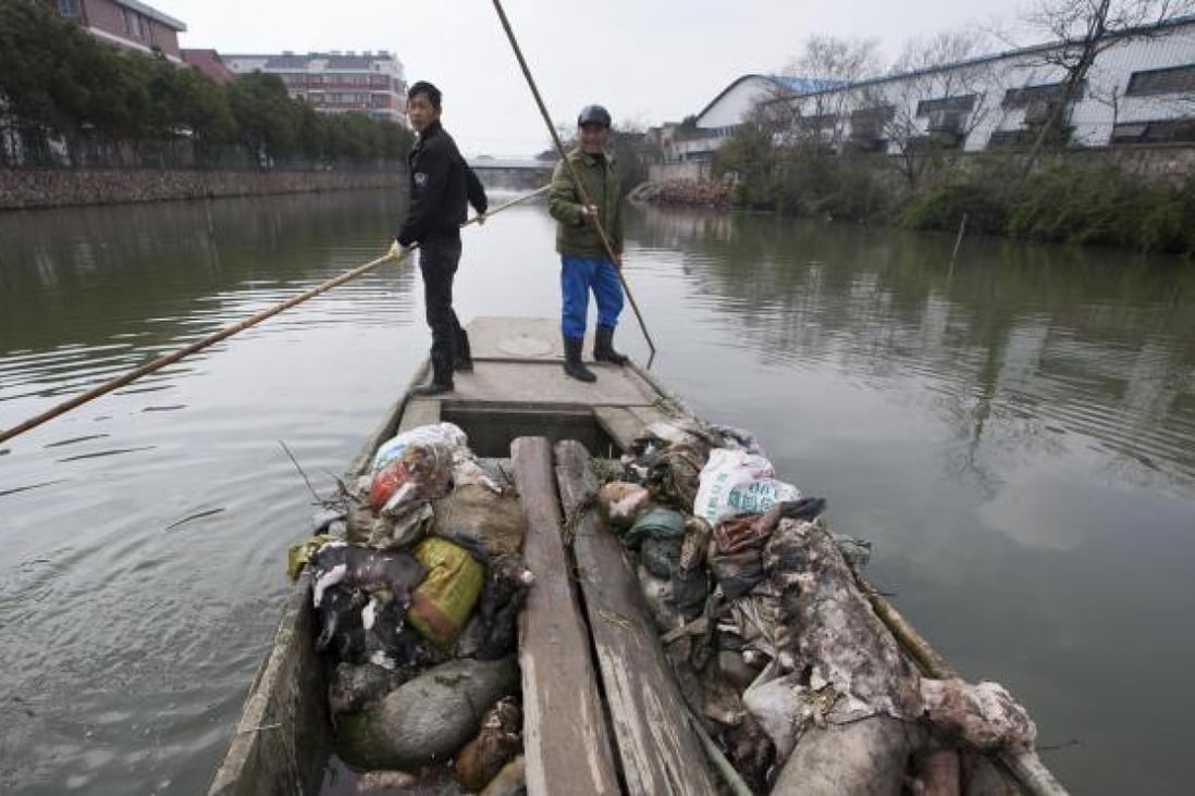 Workers scour a Jiaxing river for dead pigs last month. Photo: AP