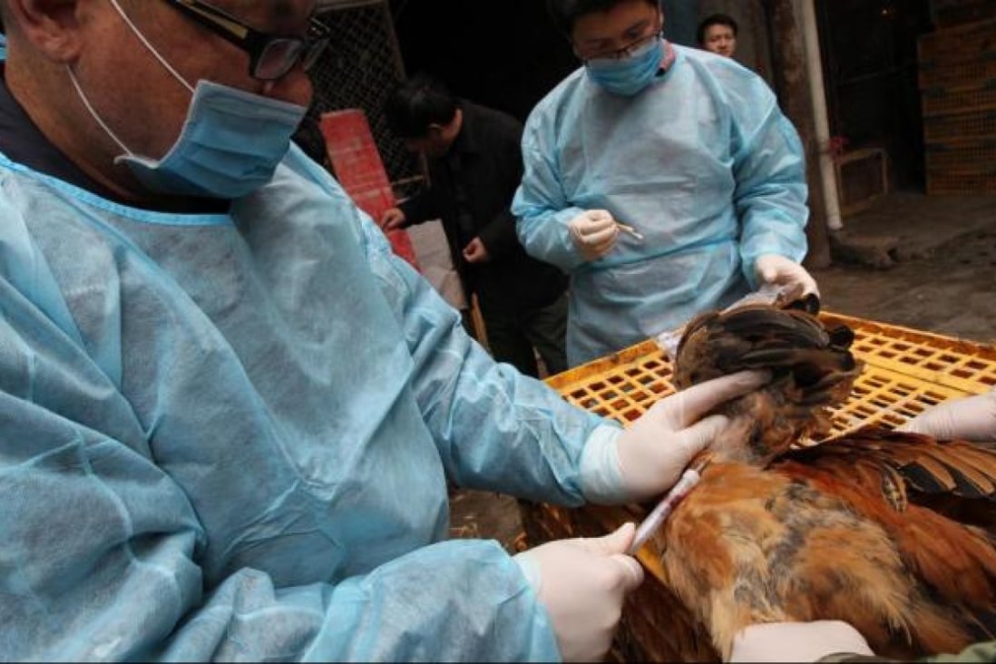 A doctor collects blood from a chicken yesterday during a test for bird flu in a market in the Shanghai suburbs. Photo: Simon Song