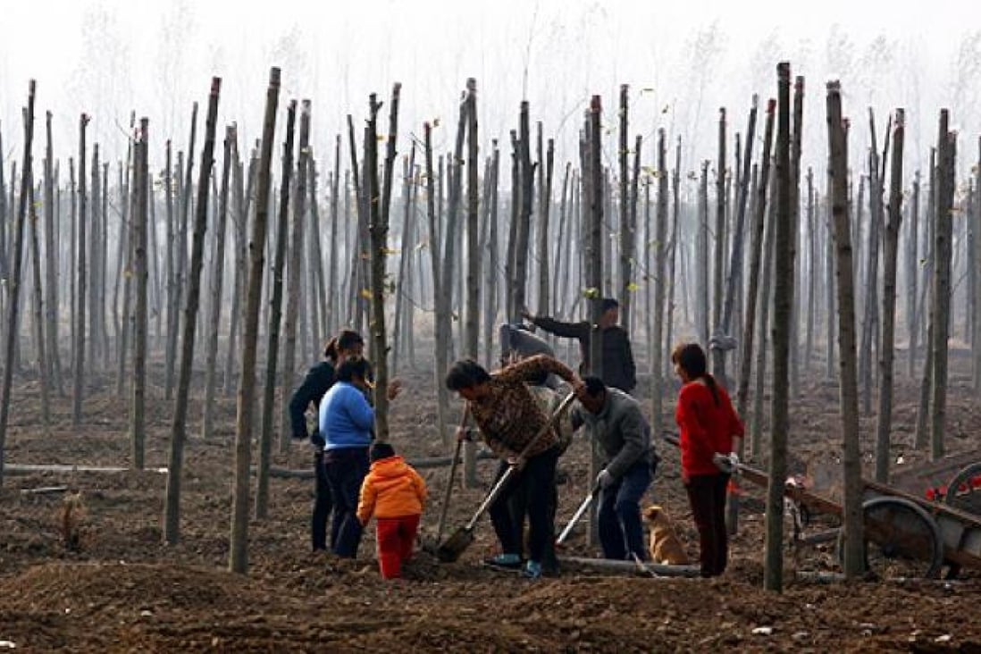 Residents plant trees, in an attempt to rejuvenate the soil, in front of the huge state-owned lead smelter in the town of Tianying, Anhui province. Photo: Reuters