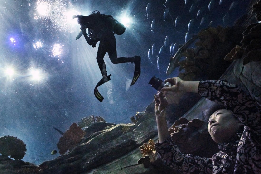 Divers take the plunge in new park programme South China Morning Post