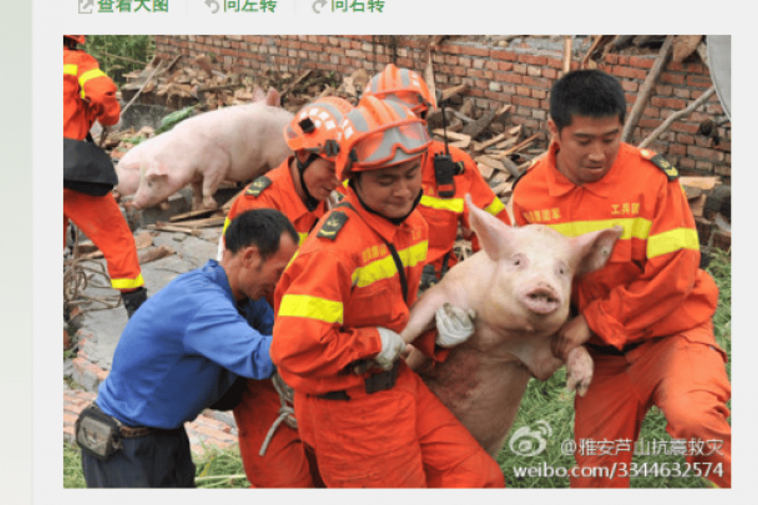 A pig being rescued by PLA troops in the earthquake-struck zone, Sichuan, April 25, 2013. Photo: Screenshot from Sina Weibo