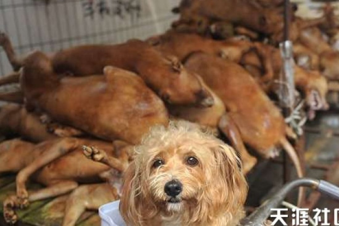 Chinese animal activists petition White House against dog meat festival in  Guangxi | South China Morning Post