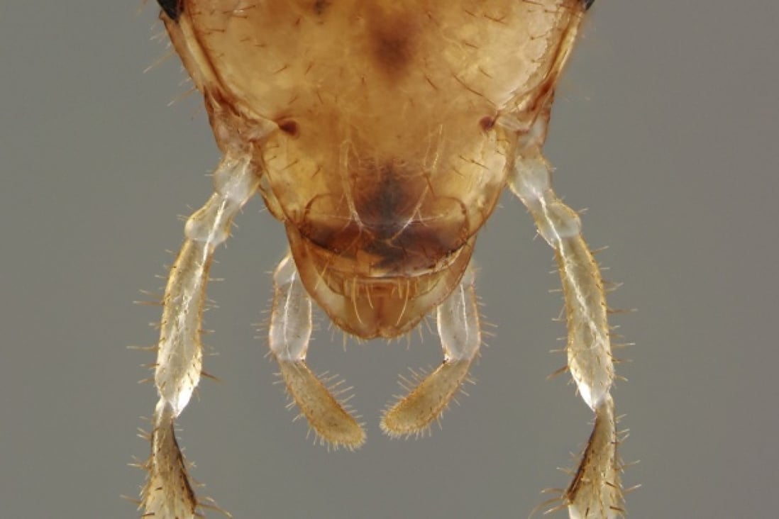 Video: Mutant cockroaches develop mechanism to evade sugar traps ...
