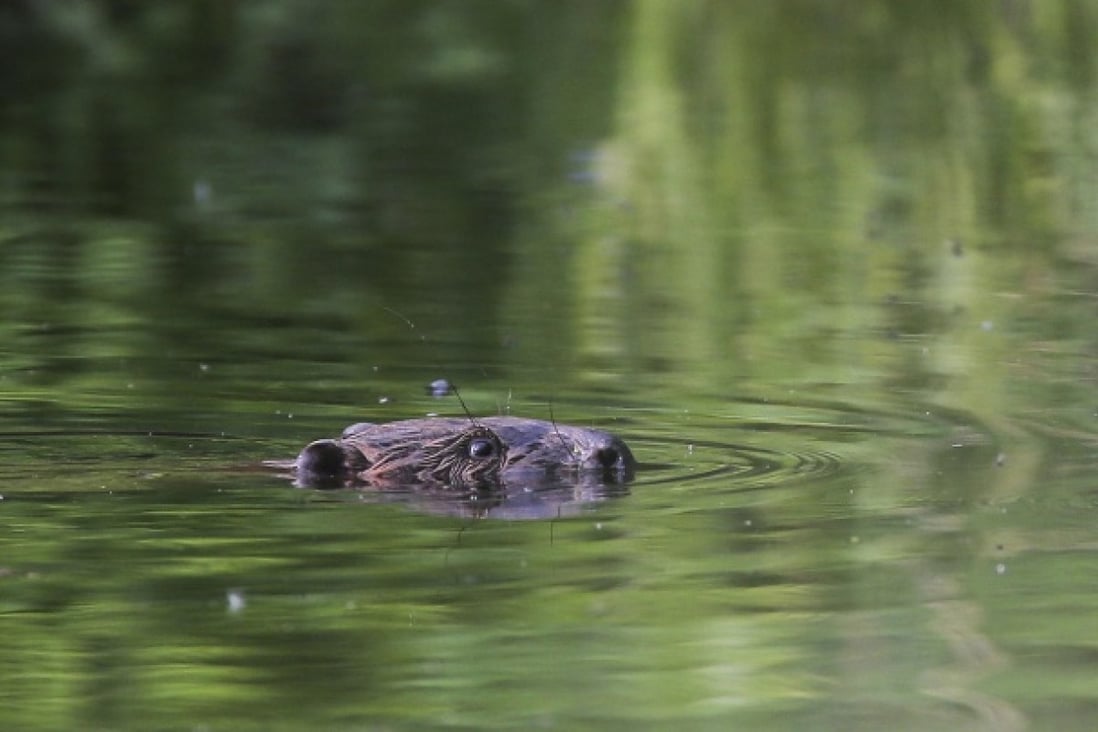 A beaver in a pond near the village of Lovtsevichi, 50 kilometres northwest of Minsk. The population of the rodents has tripled in a decade to 80,000. Photo: AP