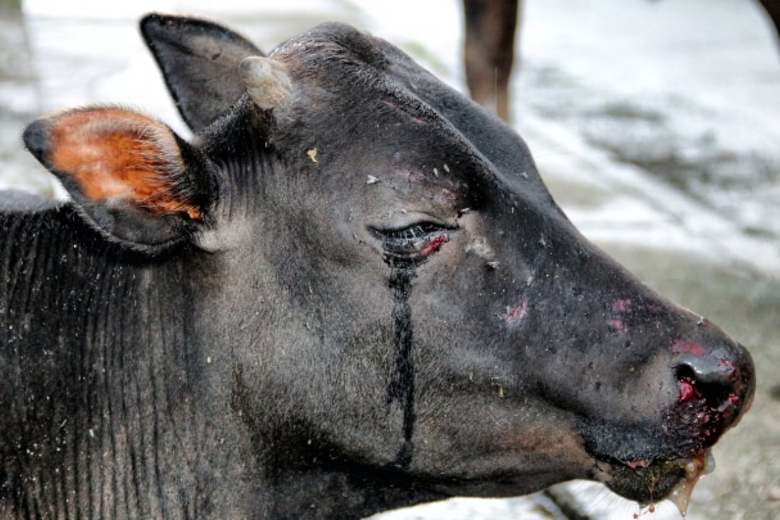 Animal cruelty that shames Hong Kong | South China Morning Post