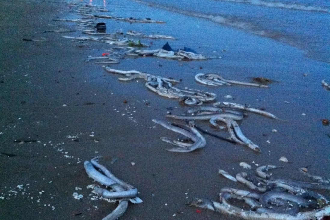 CNOOC refinery blames ocean currents for dead eels in Daya Bay | South