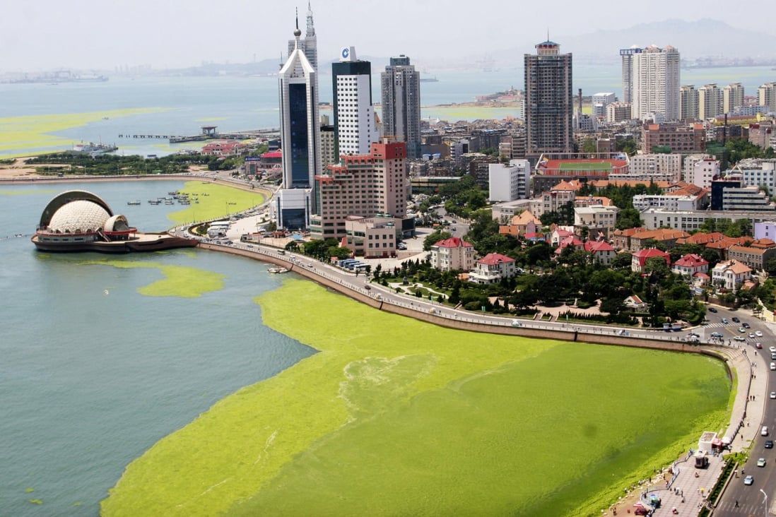 A mass of green algae forms along the Qingdao coastline before the 2008 Olympics. 