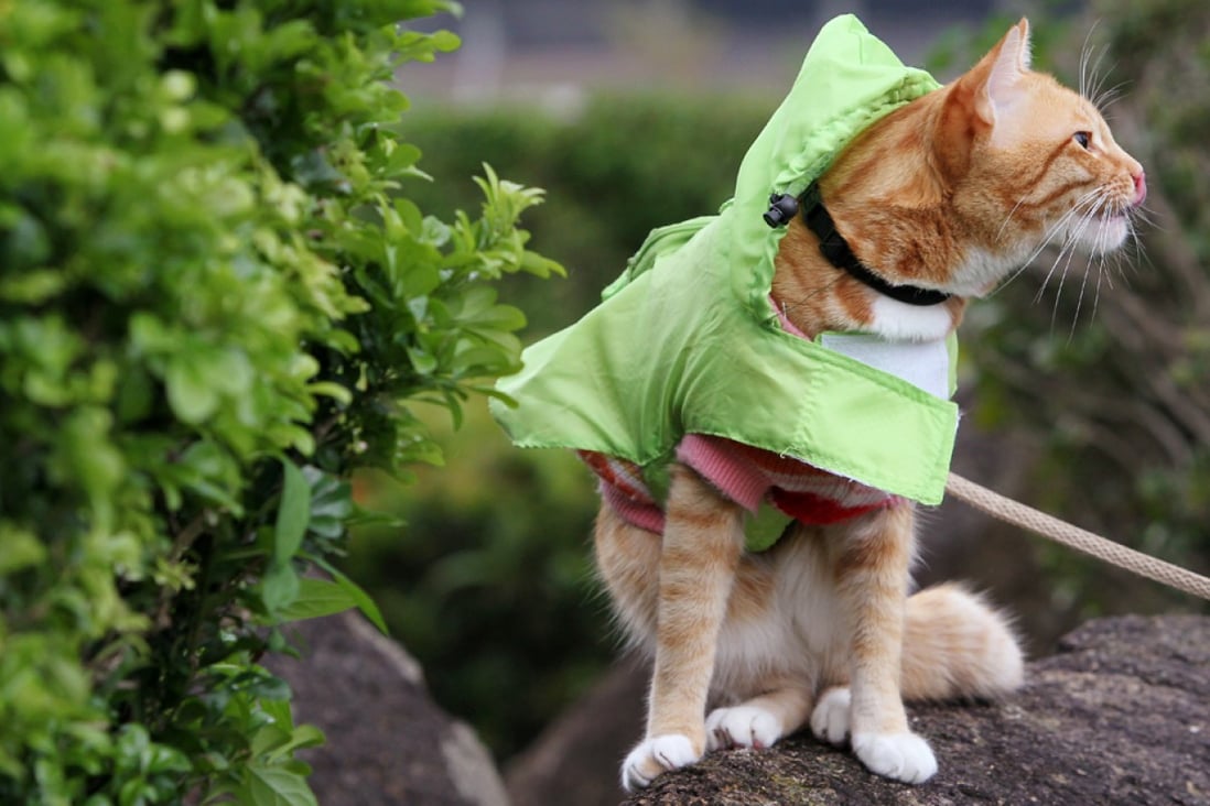 Outrage as cat killer gets just 3 months' jail South China Morning Post