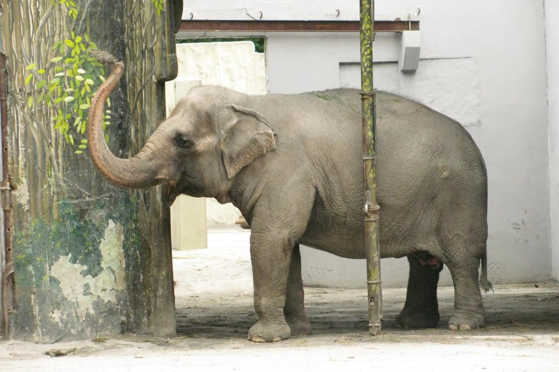 Maali, shipped from Sri Lanka when she was three, has been kept in a concrete pen of the Manila Zoo since then.Photo: Alan Robles