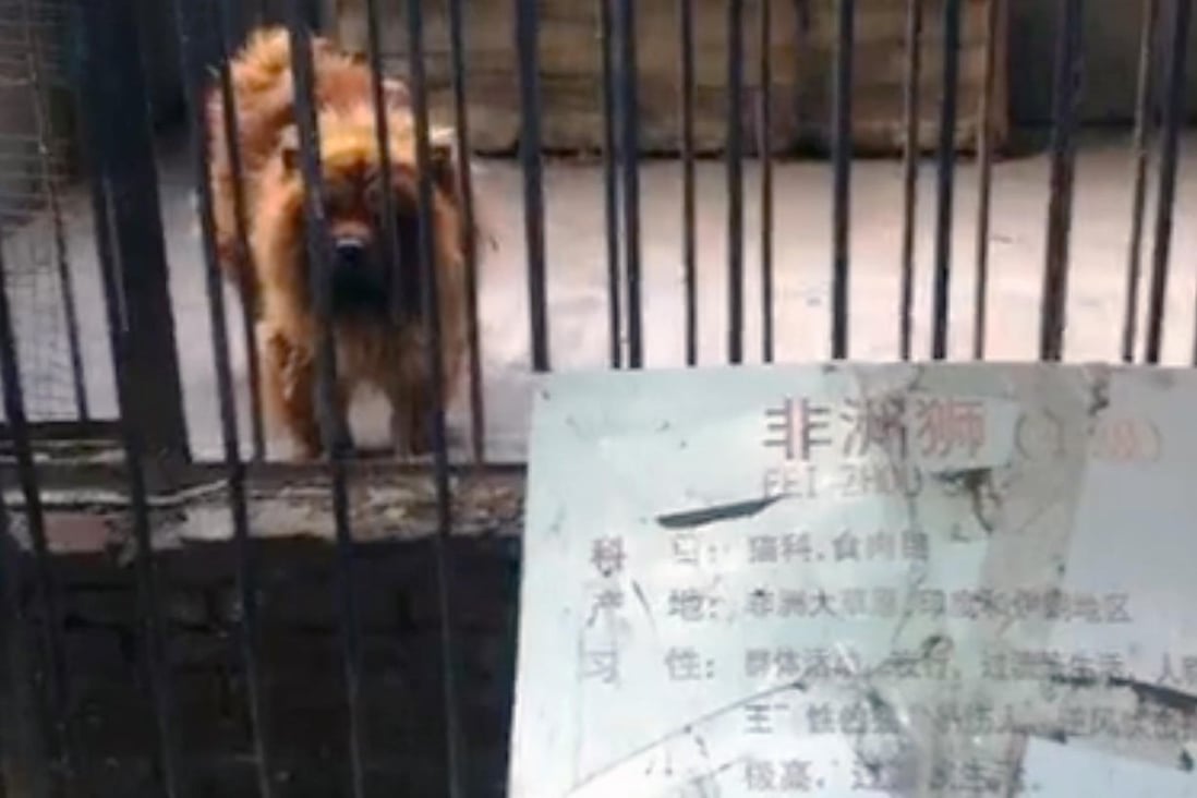 This Tibetan mastiff was labelled as an African lion at a privately run zoo in Luohe in Henan province. Photo: SCMP
