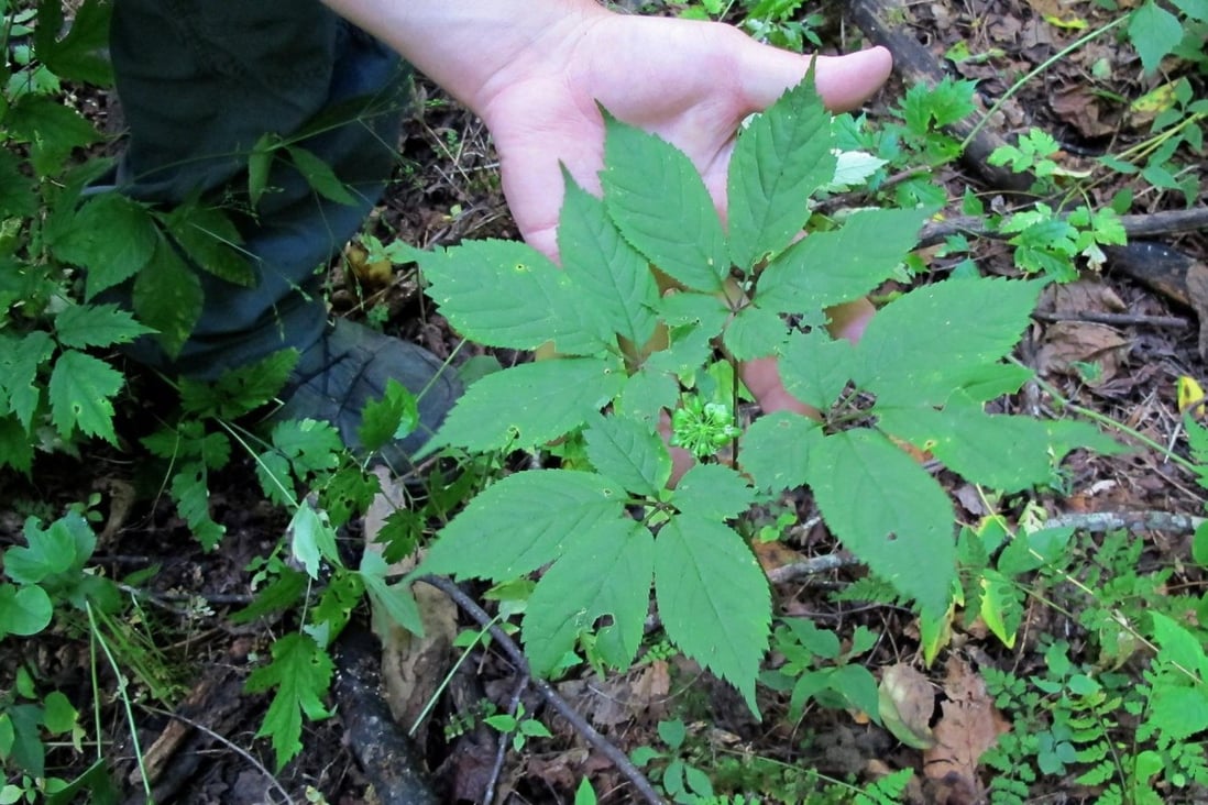 Rooting out ginseng poachers in US national parks South China Morning