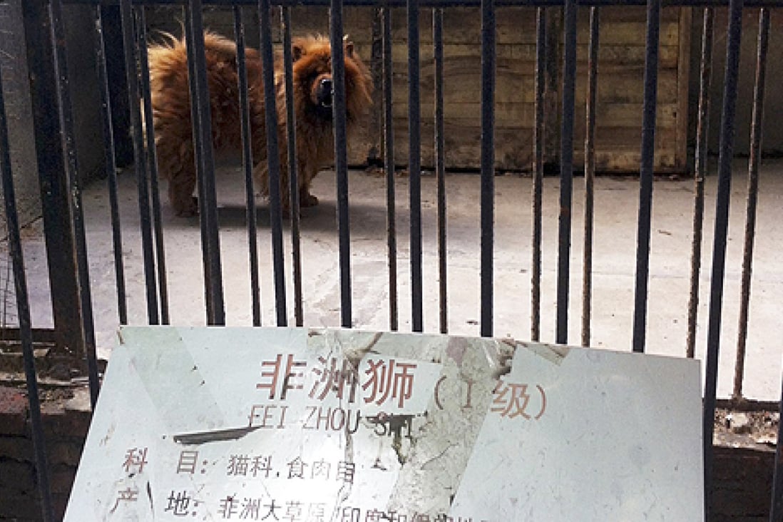 Henan Zoo That Passed Off Dog As Lion Closes South China Morning Post Chinese media reports said the zoo had replaced its genuine lion with a tibetan mastiff dog.