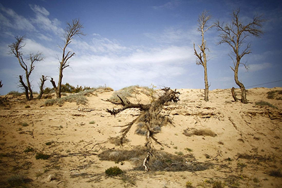 Dead trees are seen near the dried up Shiyang river on the outskirts of Minqin town, Gansu province, one of China's driest regions. Photo: Reuters