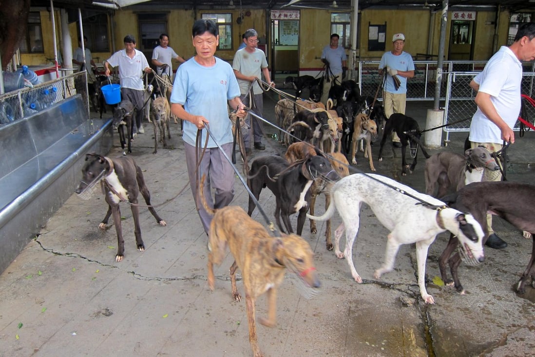 Greyhounds are exercised in Macau. Photo: Red Door News
