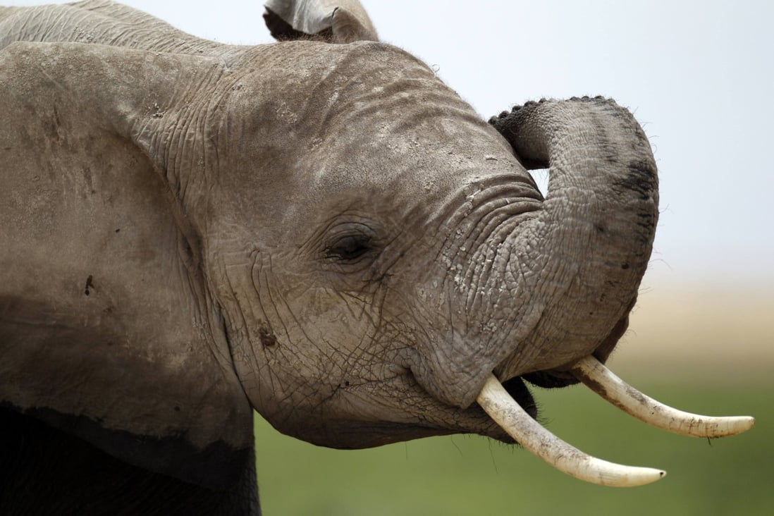 An elephant at the Amboseli National Park, southeast of Kenya's capital Nairobi. Photo: Reuters