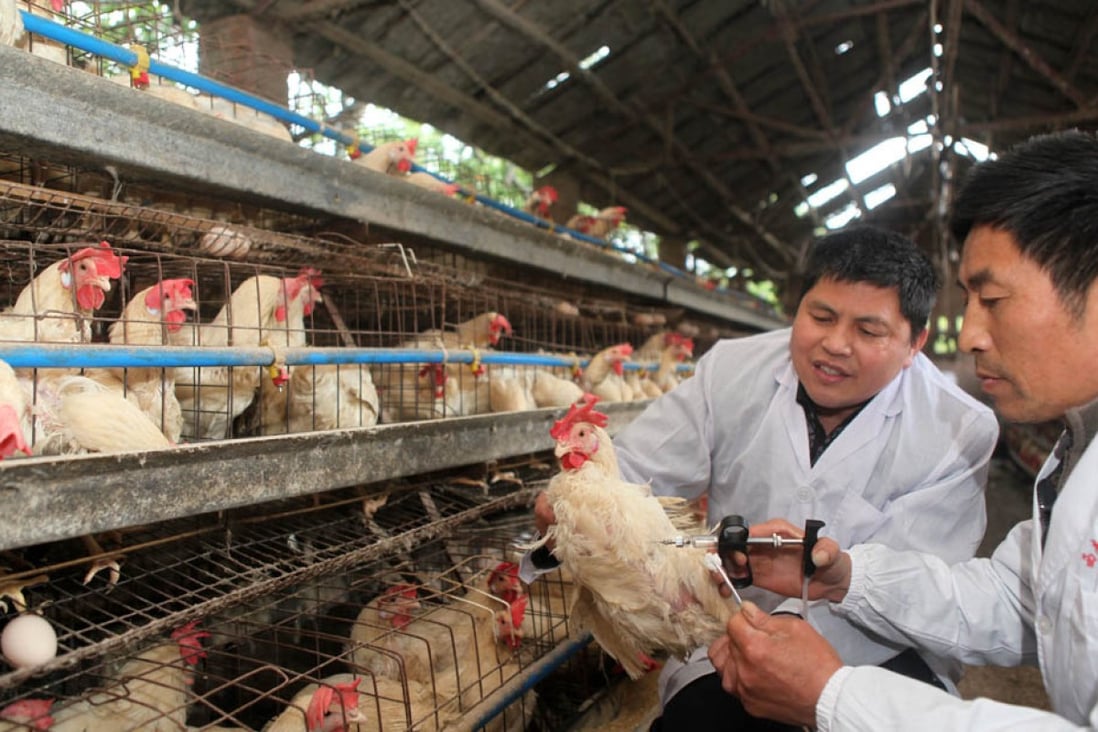 Chinese scientists have independently developed a vaccine for the H7N9 bird flu virus. Photo: EPA