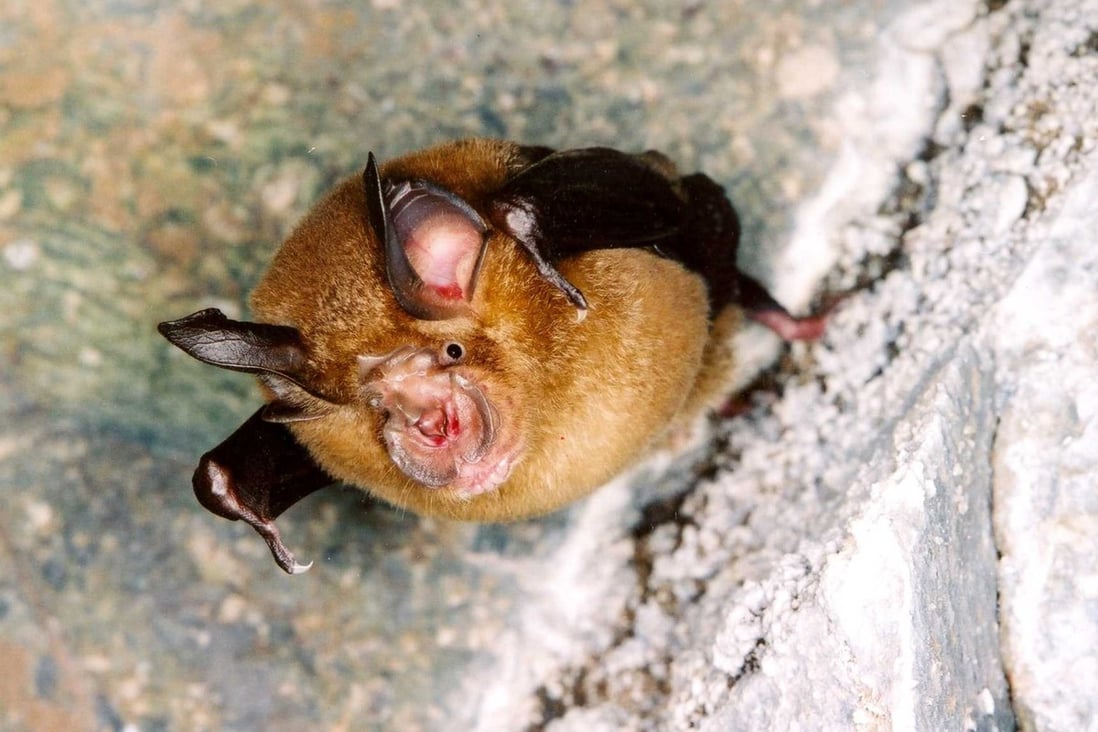 Deadly Sars virus that swept Hong Kong originated in bats, scientists