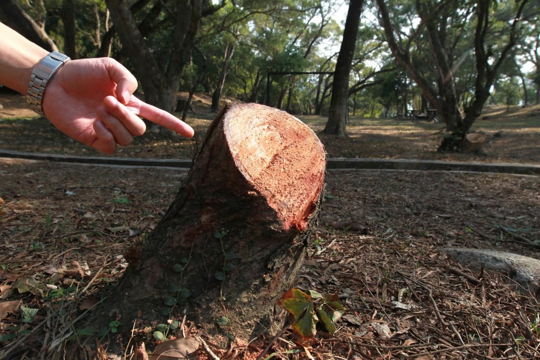 A gardener shows what's left of one of the trees that was chopped down at Victoria Recreation Club in Tai Mong Tsai. Photo: Dickson Lee