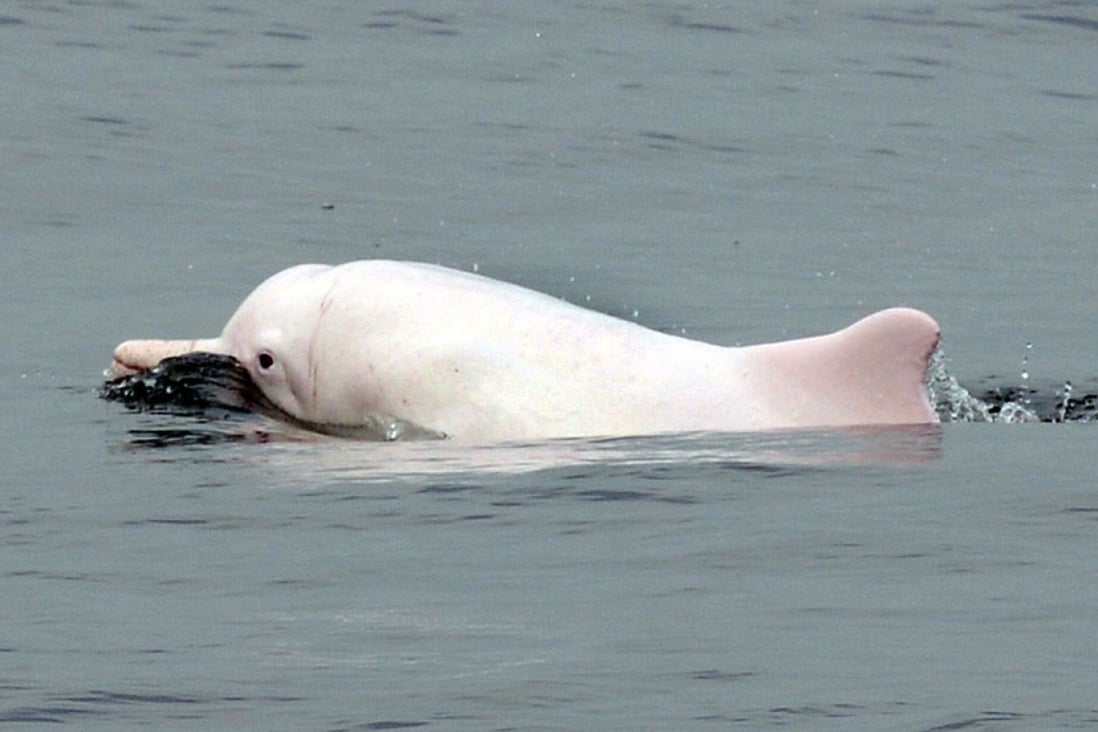 A Chinese white dolphin swims in waters off the coast of Hong Kong. Photo: AFP