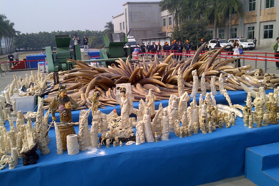 The 6.1 tonnes of ivory being destroyed today at Dongguan. Photo: SCMP