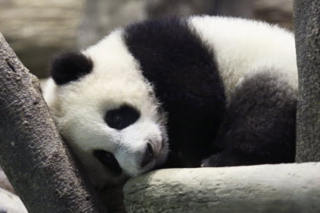 Yuan Zai lies on a log inside her enclosure. Photo: Reuters