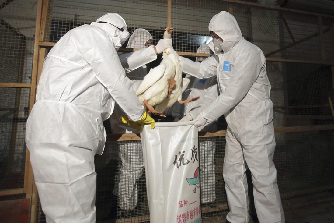 Health officials in protective suits put a goose into a sack as part of preventive measures against the H7N9 bird flu. Photo: Reuters