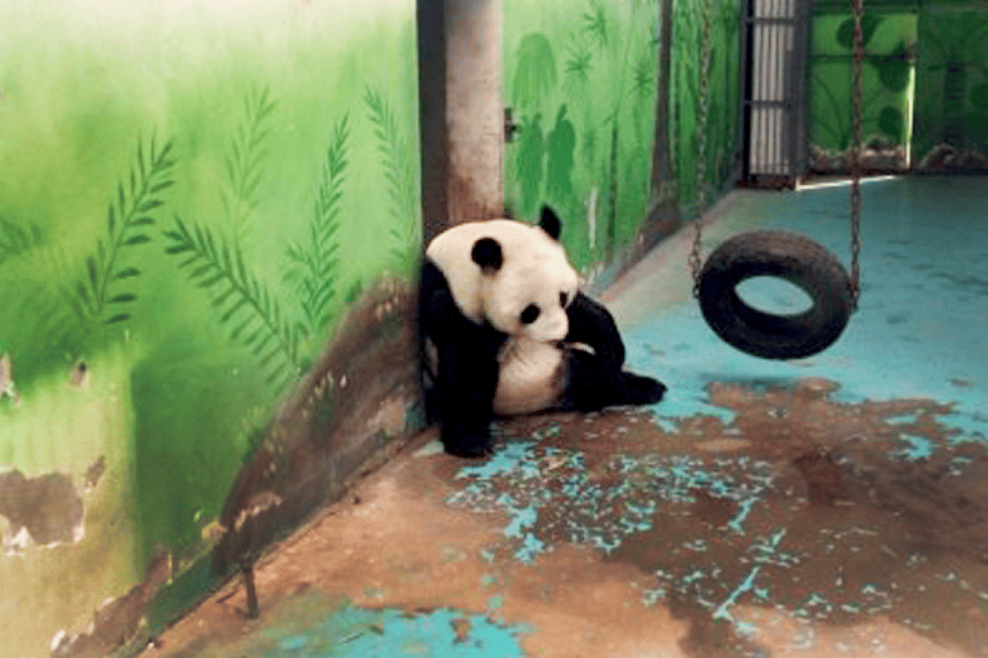 ‘Coverup’ of Henan panda's death casts suspicion on zoo South China