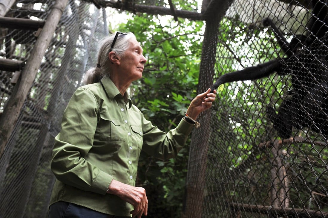 Jane Goodall says China is exploiting Africa’s resources just like European colonisers did with disastrous effects for the environment. Photo: AFP