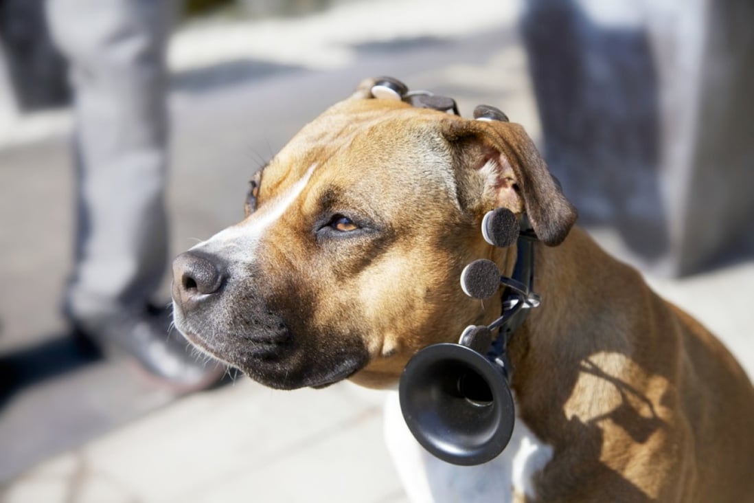 A dog wears a No More Woof headset. Photo: NSID