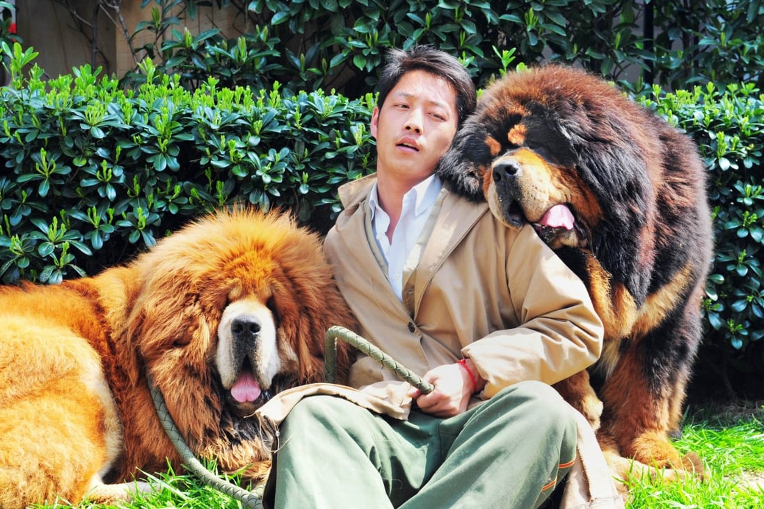 An unidentified man poses for a photo with two Tibetan mastiffs after they were sold at a 'luxury pet' fair in Zhejiang province. One of the Tibetan mastiff puppies (left) was sold in China for almost US$2 million. Photo: AFP