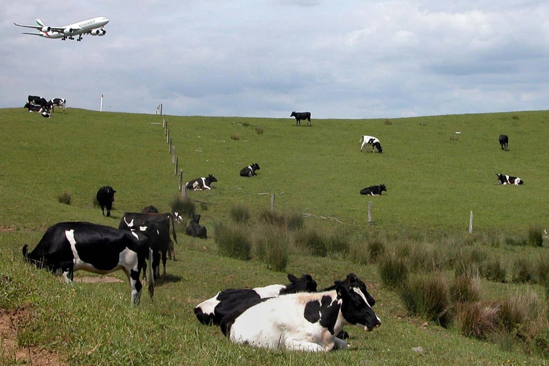 It is natural for cows to eat grass, not grain. Photo: AFP