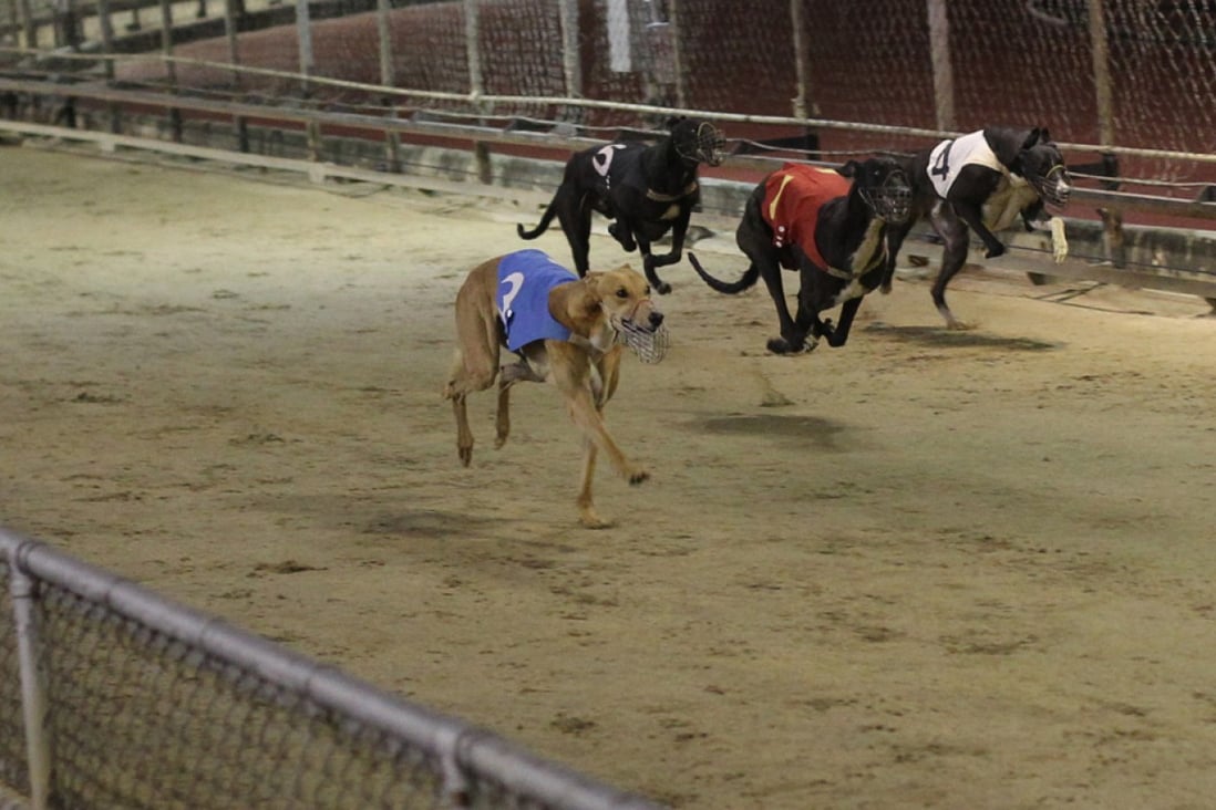 Greyhound racing at the Macau Canidrome.