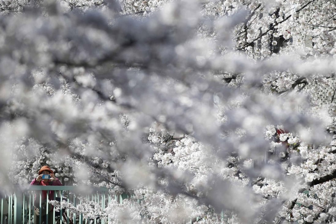 Cherry blossoms are relatively benign compared with pollen from ragweed, birch, grasses or other wild plants. Photo: Reuters