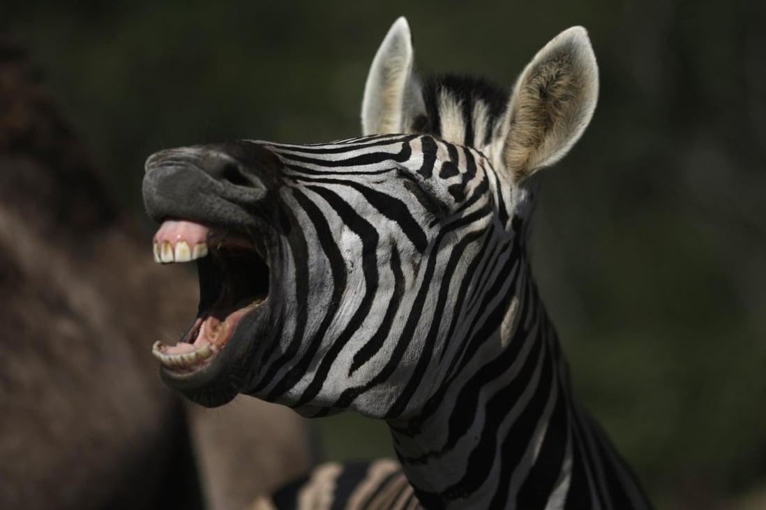Study says zebra’s stripes helped to deter bloodsucking flies South