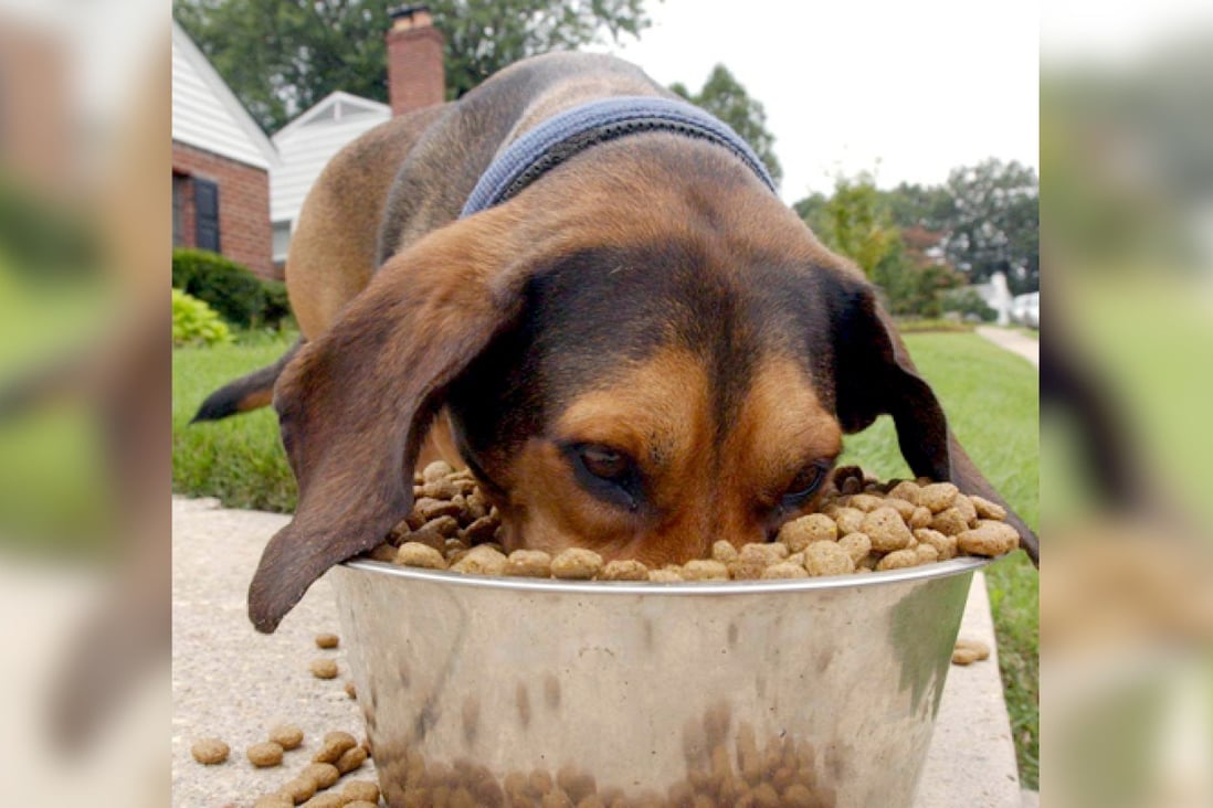 Owners should choose high-quality dried-food products for their pets. Photo: AP