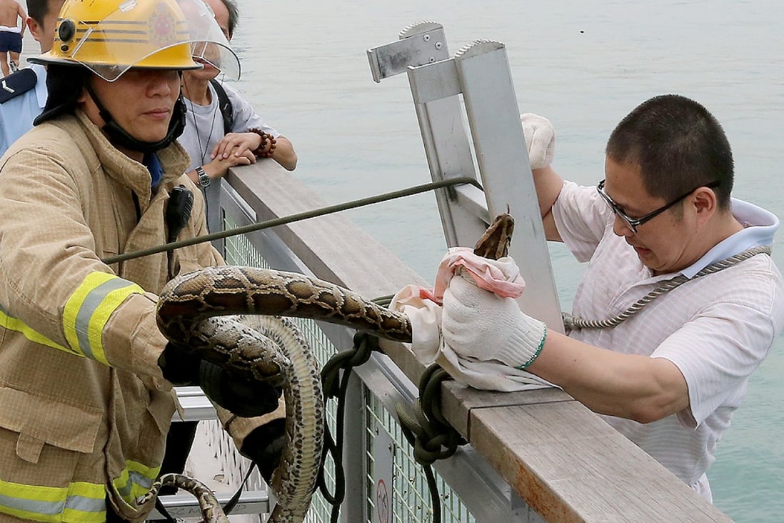 Fire department officials assist the snake catcher. Photo: David Wong