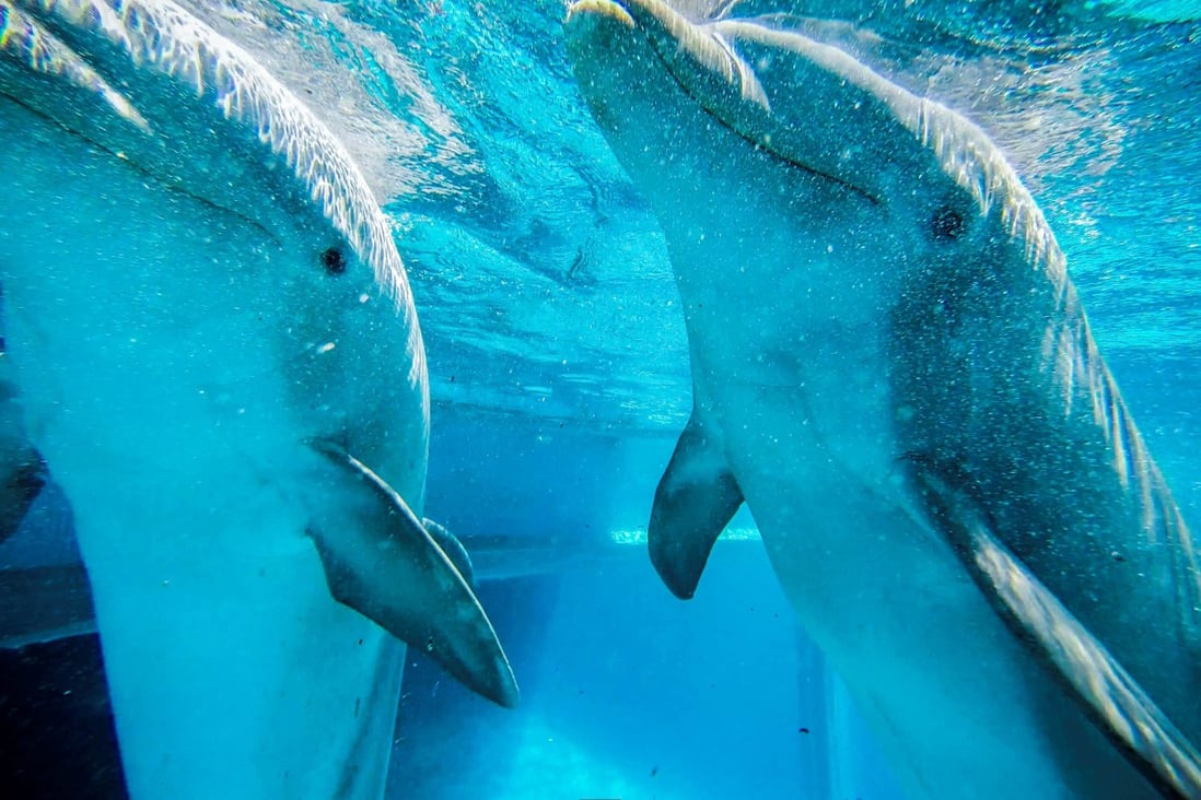 Dolphin mothers remain close to their young, providing help when needed, but are never overbearing. Photo: AFP