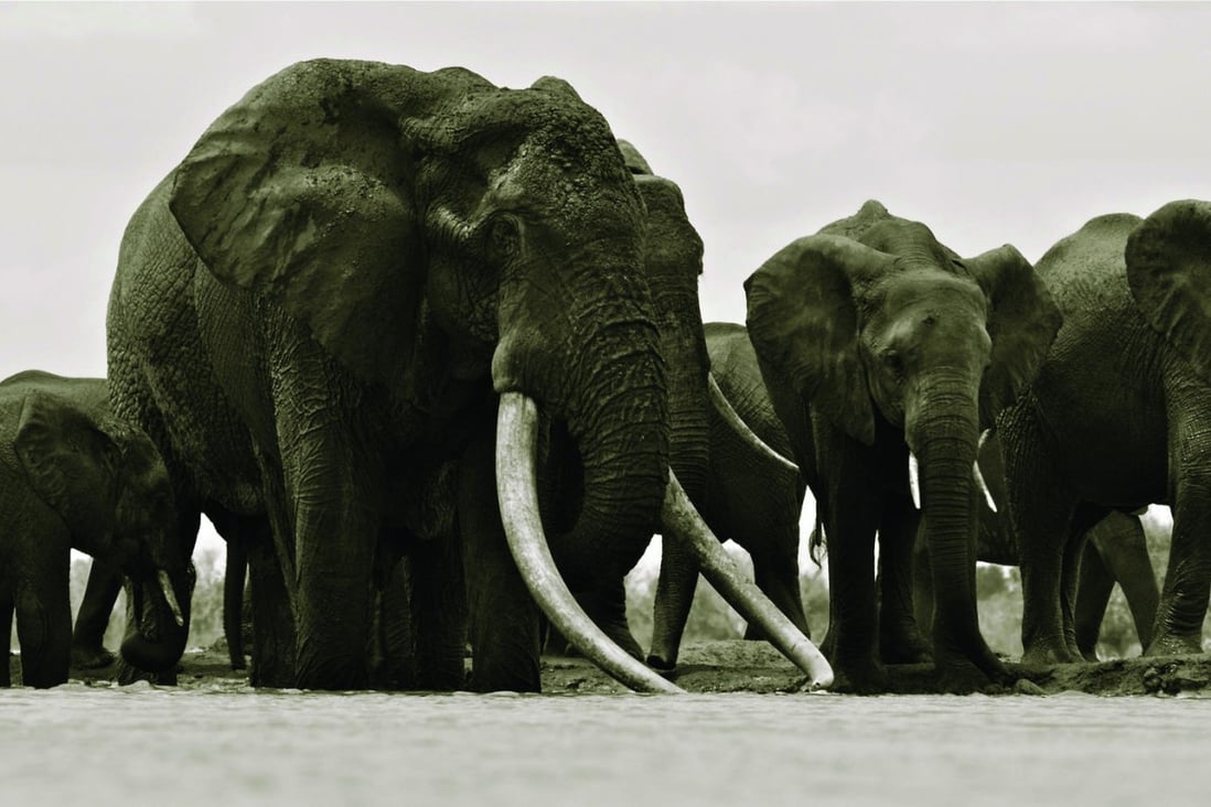 Kenya Poachers Kill Satao Famed Giant African Elephant For His Tusks 