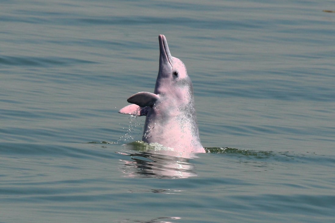 The runway expansion would force the dolphins north and into busy shipping lanes used by high-speed vessels.
